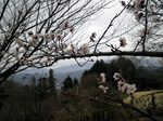 040311-shiroyama.jpg
